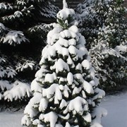 120-cm-ca-446-Spitzen-hochwertiger-knstlicher-Weihnachtsbaum-mit-Metallstnder-Minutenschneller-Aufbau-mit-Klappsystem-schwer-entflammbar-HXT-1101-0-3