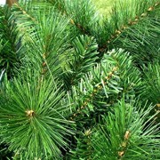 120-cm-ca-446-Spitzen-hochwertiger-knstlicher-Weihnachtsbaum-mit-Metallstnder-Minutenschneller-Aufbau-mit-Klappsystem-schwer-entflammbar-HXT-1101-0-4