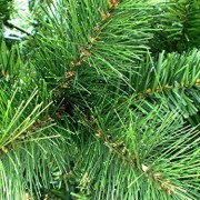 120-cm-ca-446-Spitzen-hochwertiger-knstlicher-Weihnachtsbaum-mit-Metallstnder-Minutenschneller-Aufbau-mit-Klappsystem-schwer-entflammbar-HXT-1101-0-5
