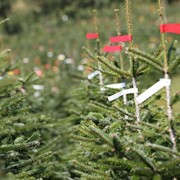 Echter-Natur-Weihnachtsbaum-Nordmanntanne-120-bis-140m-aus-dem-Sauerland-frisch-geschlagen-Lieferung-zum-1-Advent-0-3