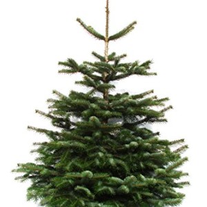 Echter-Natur-Weihnachtsbaum-Nordmanntanne-120-bis-140m-aus-dem-Sauerland-frisch-geschlagen-Lieferung-zum-1-Advent-0