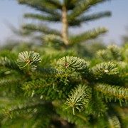 Echter-Natur-Weihnachtsbaum-Nordmanntanne-120-bis-140m-aus-dem-Sauerland-frisch-geschlagen-Lieferung-zum-1-Advent-0-4