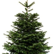 Echter-Natur-Weihnachtsbaum-Nordmanntanne-150-bis-170m-LIEFERUNG-17122015-0