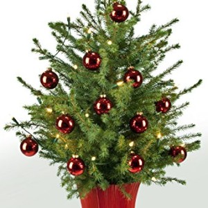 Echter-Weihnachtsbaum-Bescherung-Picea-omorika-60-80cm-in-Rot-dekoriert-plus-Indoor-Lichterkette-0