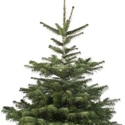 Echter-Weihnachtsbaum-Nordmanntanne-H-ca-145-160-cm-Premiumqualitt-frisch-geschlagen-0-0