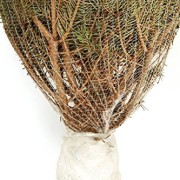 Echter-Weihnachtsbaum-Nordmanntanne-H-ca-145-160-cm-Premiumqualitt-frisch-geschlagen-0-2