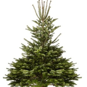 Echter-Weihnachtsbaum-Nordmanntanne-H-ca-145-160-cm-Premiumqualitt-frisch-geschlagen-0